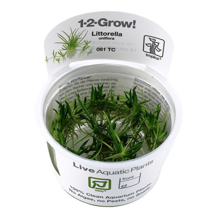 Littorella uniflora 1-2-Grow! - Living Aqua