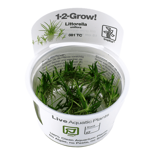 Littorella uniflora 1-2-Grow! - Living Aqua