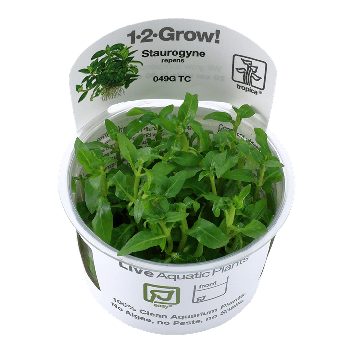 Staurogyne repens 1-2-Grow! - Living Aqua