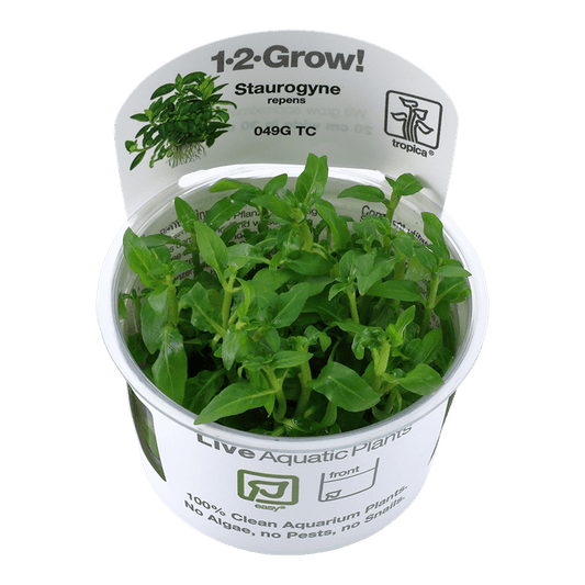 Staurogyne repens 1-2-Grow! - Living Aqua