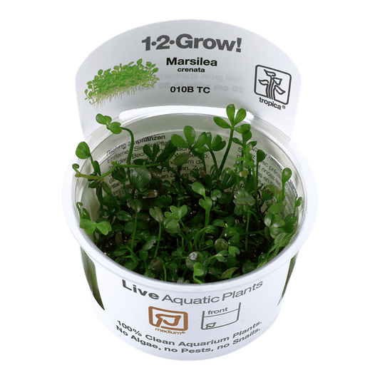 Marsilea crenata 1-2-Grow! - Living Aqua