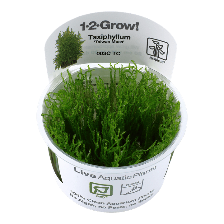 Taxiphyllum alternans 'Taiwan' 1-2-Grow! - Living Aqua