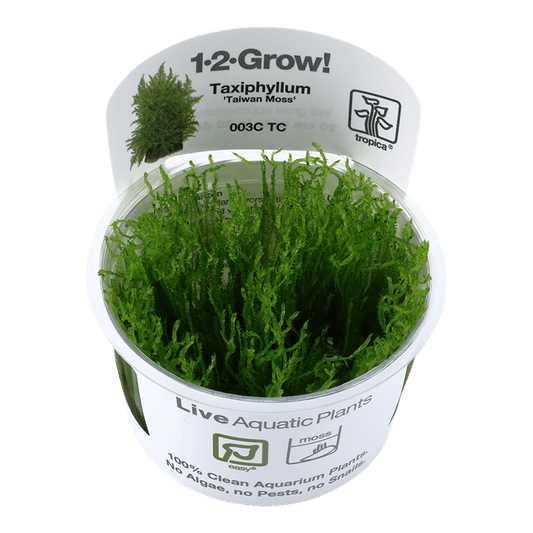 Taxiphyllum alternans 'Taiwan' 1-2-Grow! - Living Aqua