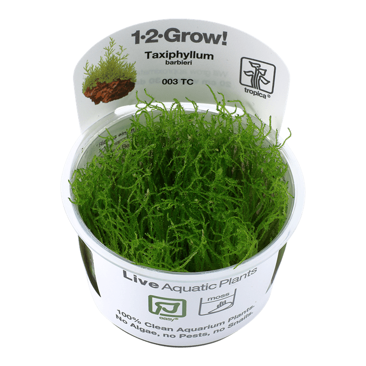 Taxiphyllum barbieri 1-2-Grow! - Living Aqua