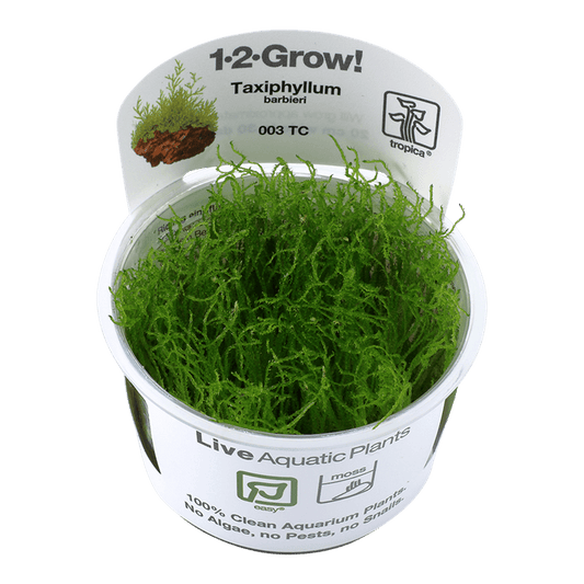 Taxiphyllum barbieri 1-2-Grow! - Living Aqua