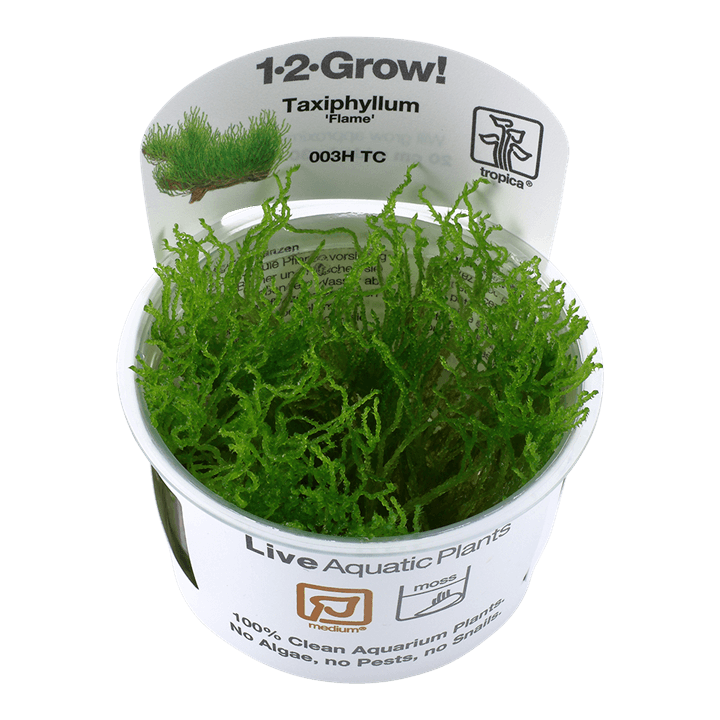 Taxiphyllum 'Flame' 1-2-Grow! - Living Aqua