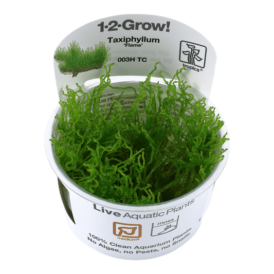 Taxiphyllum 'Flame' 1-2-Grow! - Living Aqua