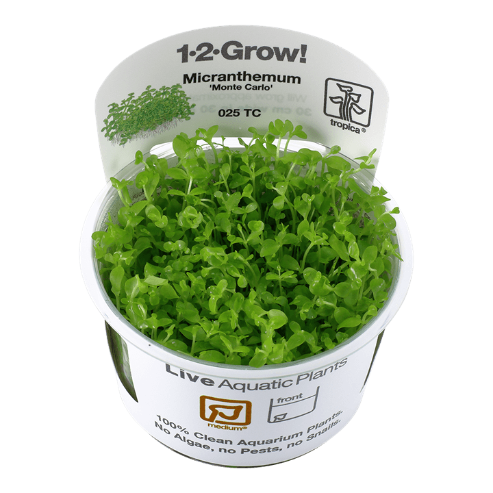 Micranthemum tweediei 'Monte Carlo' 1-2-Grow! - Living Aqua