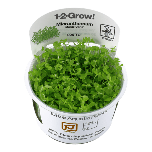 Micranthemum tweediei 'Monte Carlo' 1-2-Grow! - Living Aqua
