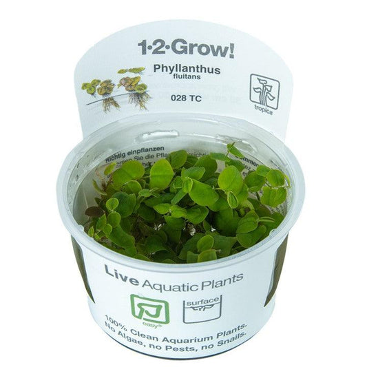 Phyllanthus fluitans 1-2-Grow! - Living Aqua