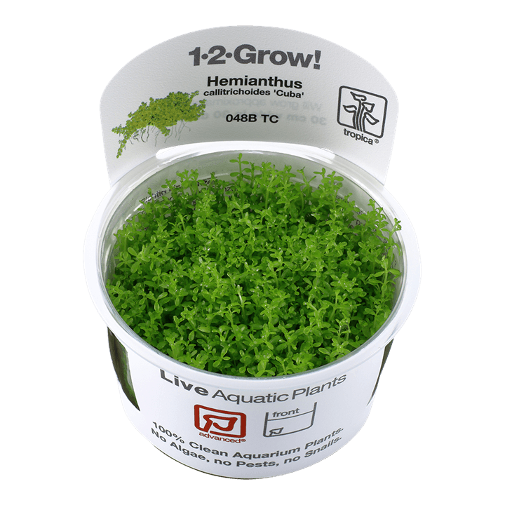 Micranthemum callitrichoides 'Cuba' 1-2-Grow! - Living Aqua