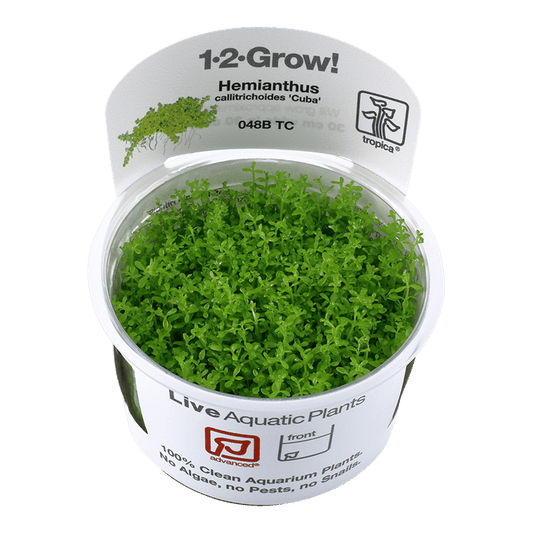 Micranthemum callitrichoides 'Cuba' 1-2-Grow! - Living Aqua