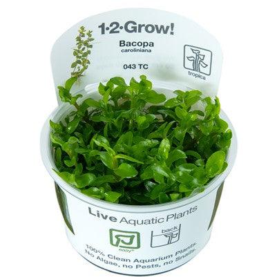 Bacopa caroliniana 1-2 Grow - Living Aqua