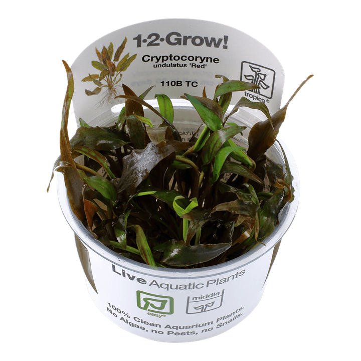 Cryptocoryne undulatus 'Red' 1-2-Grow! - Living Aqua