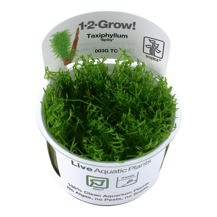 Taxiphyllum 'Spiky' 1-2-Grow! - Living Aqua