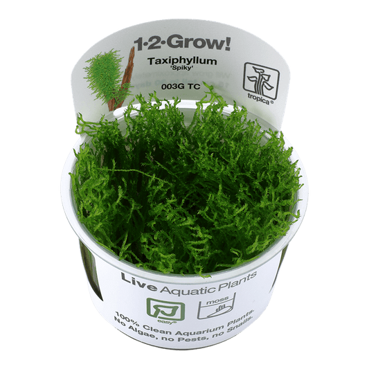 Taxiphyllum 'Spiky' 1-2-Grow! - Living Aqua