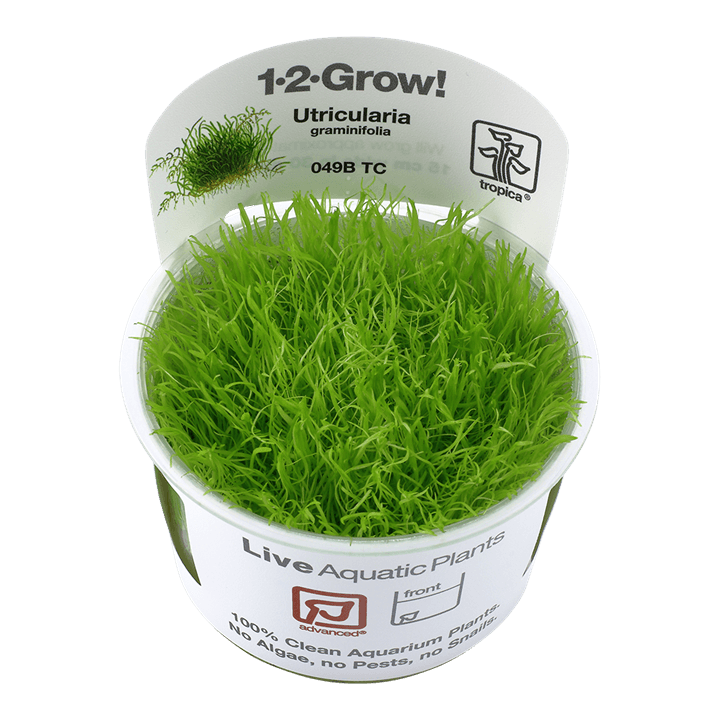 Utricularia graminifolia 1-2-Grow! - Living Aqua