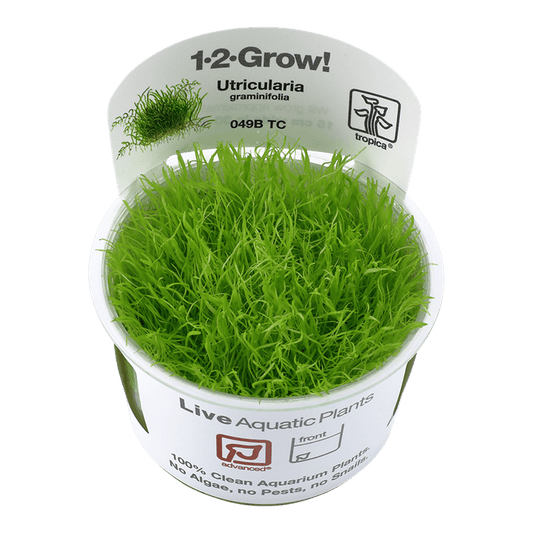 Utricularia graminifolia 1-2-Grow! - Living Aqua