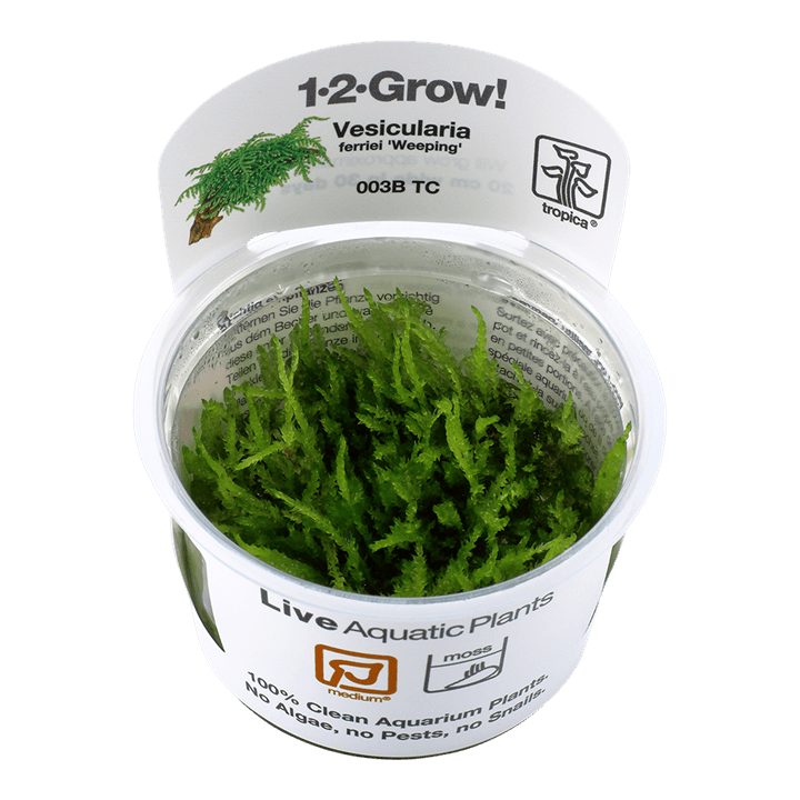 Vesicularia ferriei 'Weeping' 1-2-Grow! - Living Aqua