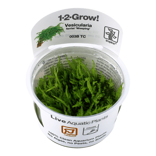 Vesicularia ferriei 'Weeping' 1-2-Grow! - Living Aqua