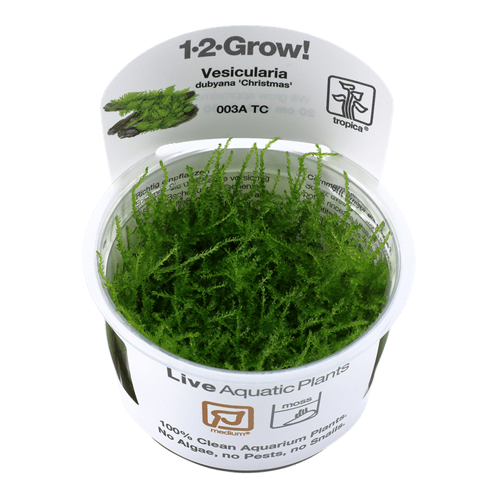 Vesicularia montagnei 'Christmas' 1-2-Grow! - Living Aqua