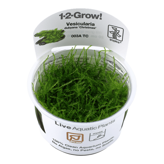 Vesicularia montagnei 'Christmas' 1-2-Grow! - Living Aqua