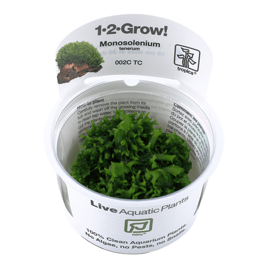 Monosolenium tenerum 1-2-Grow! - Living Aqua