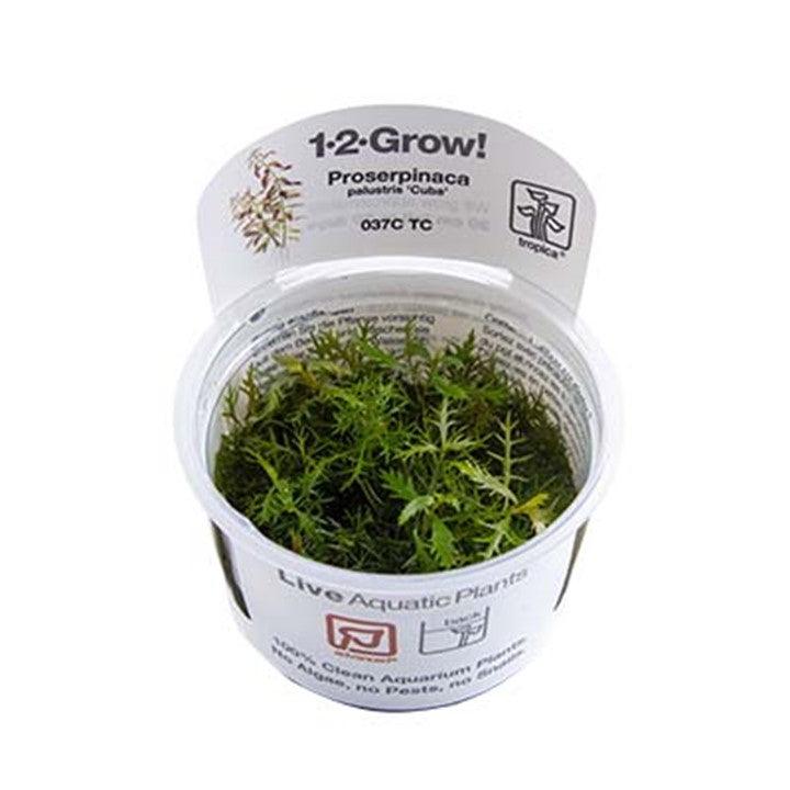 Proserpinaca palustris 'Cuba' 1-2-Grow! - Living Aqua