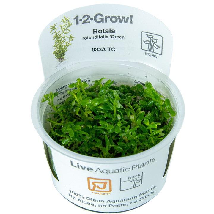 Rotala rotundifolia 'Green' 1-2-Grow! - Living Aqua