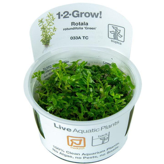 Rotala rotundifolia 'Green' 1-2-Grow! - Living Aqua