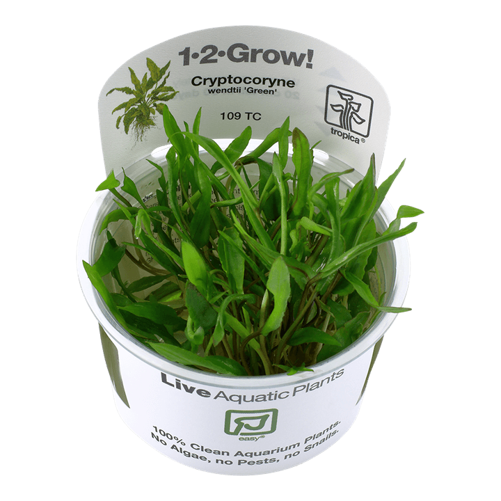 Cryptocoryne wendtii 'Green' 1-2-Grow! - Living Aqua