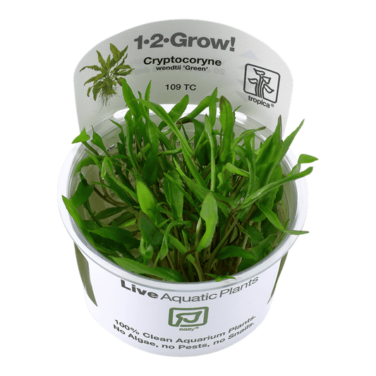 Cryptocoryne wendtii 'Green' 1-2-Grow! - Living Aqua