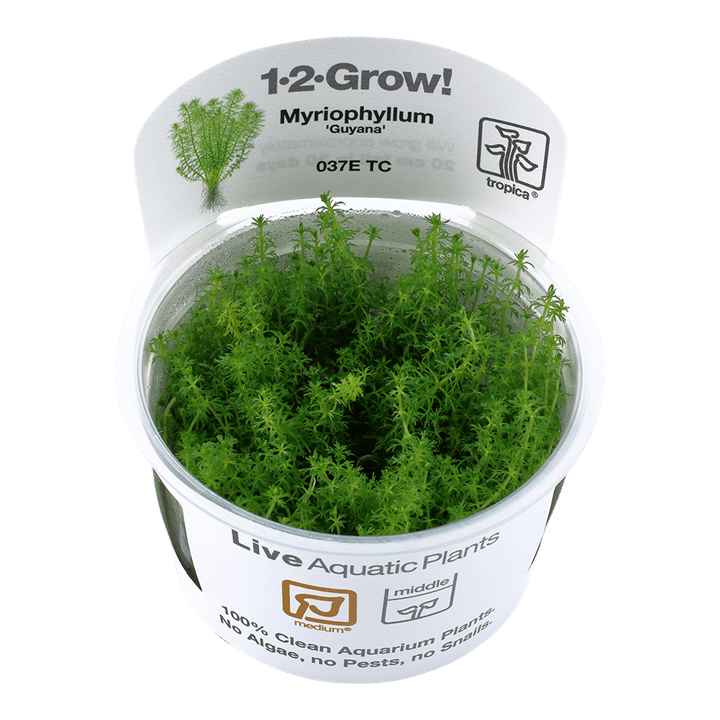 Myriophyllum 'Guyana' 1-2-grow! - Living Aqua