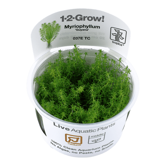Myriophyllum 'Guyana' 1-2-grow! - Living Aqua