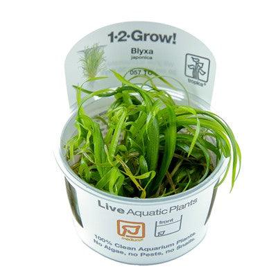 Blyxa japonica 1-2 Grow - Living Aqua