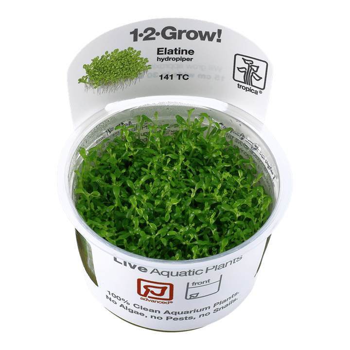 Elatine hydropiper 1-2-Grow! - Living Aqua