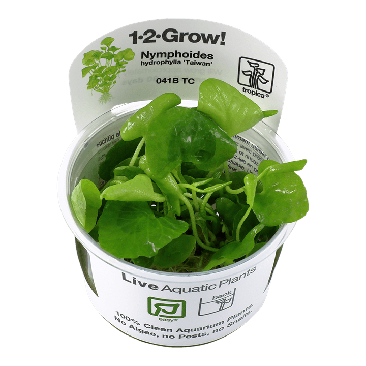 Nymphoides hydrophylla 'Taiwan' 1-2-Grow! - Living Aqua