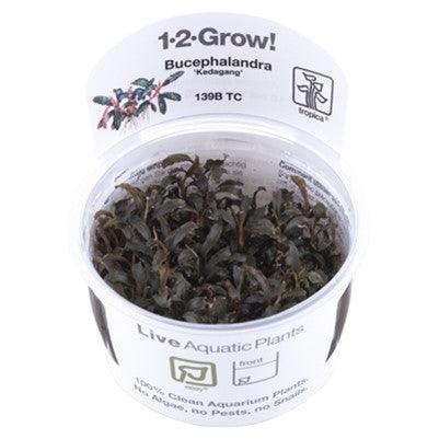 Bucephalandra 'Kedagang' 1-2-Grow! - Living Aqua