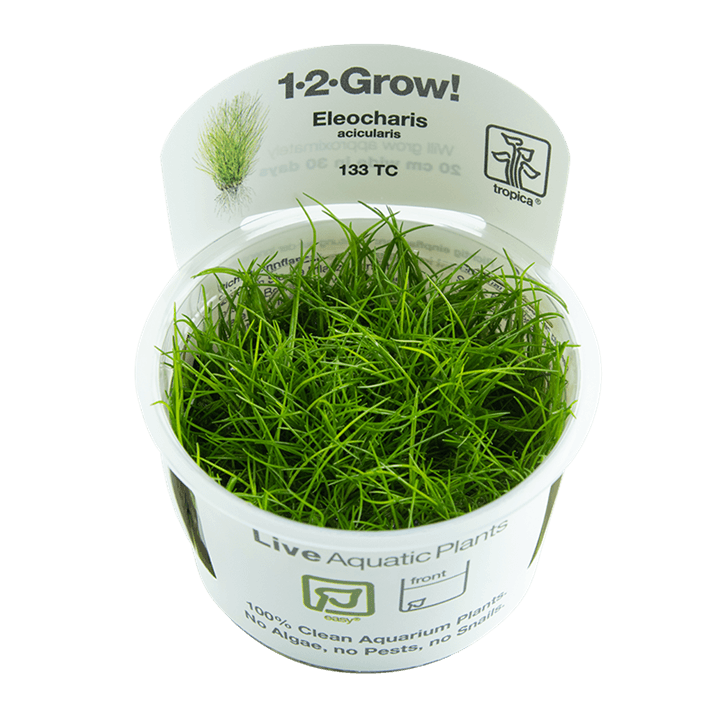 Eleocharis acicularis 1-2-Grow! - Living Aqua