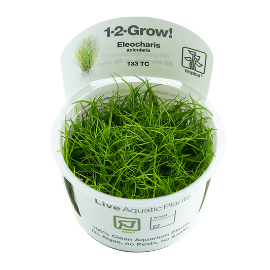 Eleocharis acicularis 1-2-Grow! - Living Aqua
