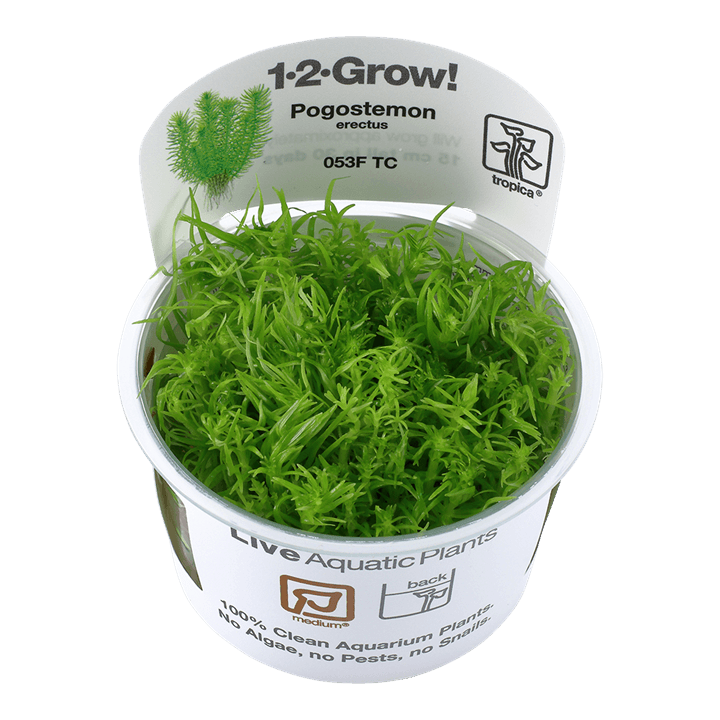 Pogostemon erectus 1-2-Grow! - Living Aqua
