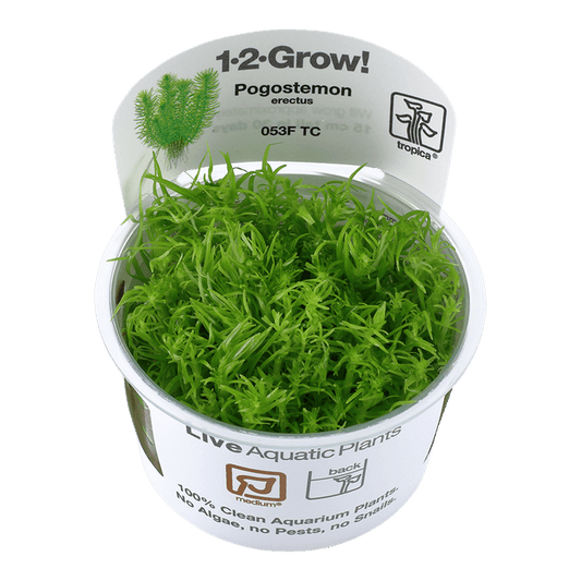 Pogostemon erectus 1-2-Grow! - Living Aqua