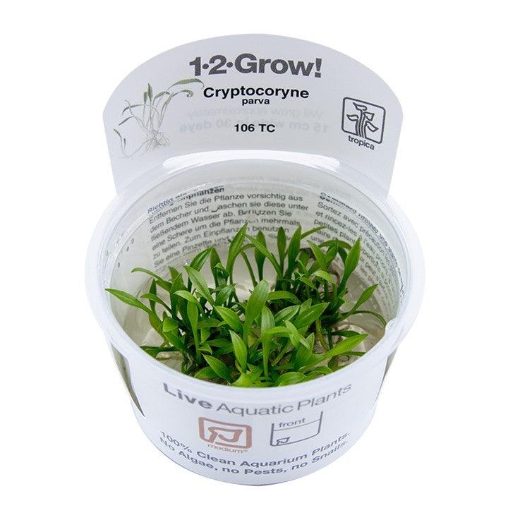 Cryptocoryne parva 1-2-Grow! - Living Aqua