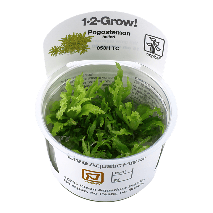 Pogostemon helferi 1-2-Grow! - Living Aqua