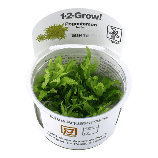 Pogostemon helferi 1-2-Grow! - Living Aqua