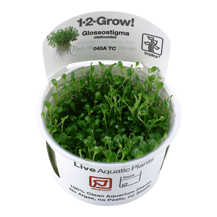 Glossostigma elatinoides 1-2-Grow! - Living Aqua