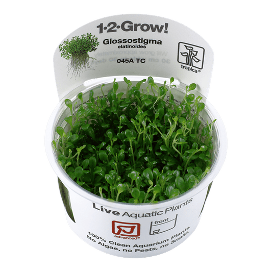 Glossostigma elatinoides 1-2-Grow! - Living Aqua