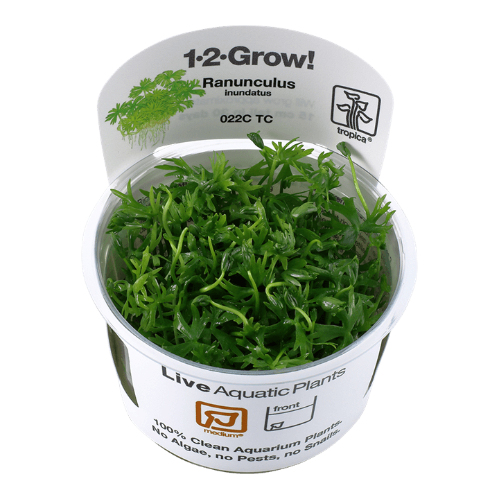 Ranunculus inundatus 1-2-Grow! - Living Aqua