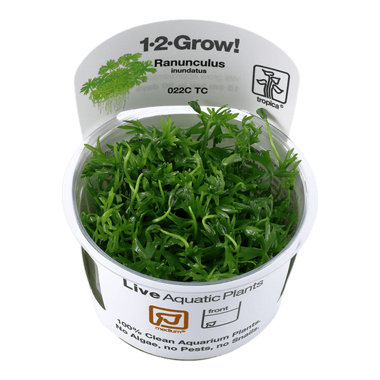 Ranunculus inundatus 1-2-Grow! - Living Aqua