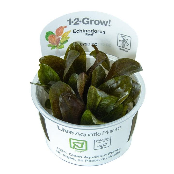Echinodorus 'Reni' 1-2-Grow! - Living Aqua